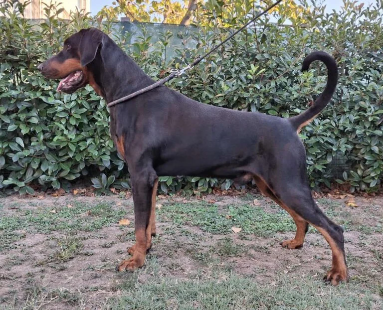 Flynn di Perlanera