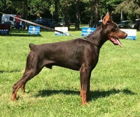 Rufus Di Casa Montenegro — photograph 4