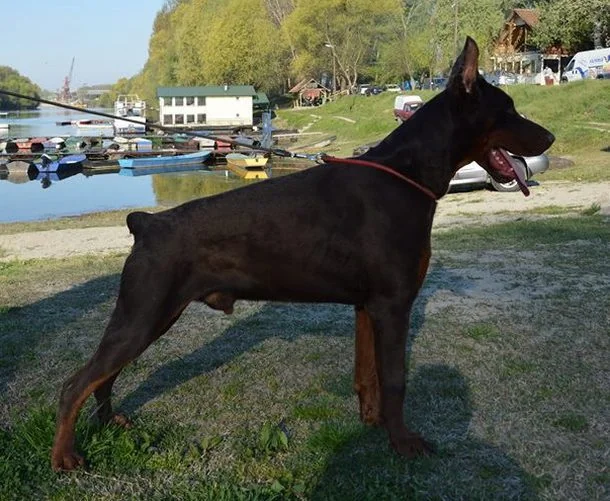 Rufus Di Casa Montenegro — photograph 2
