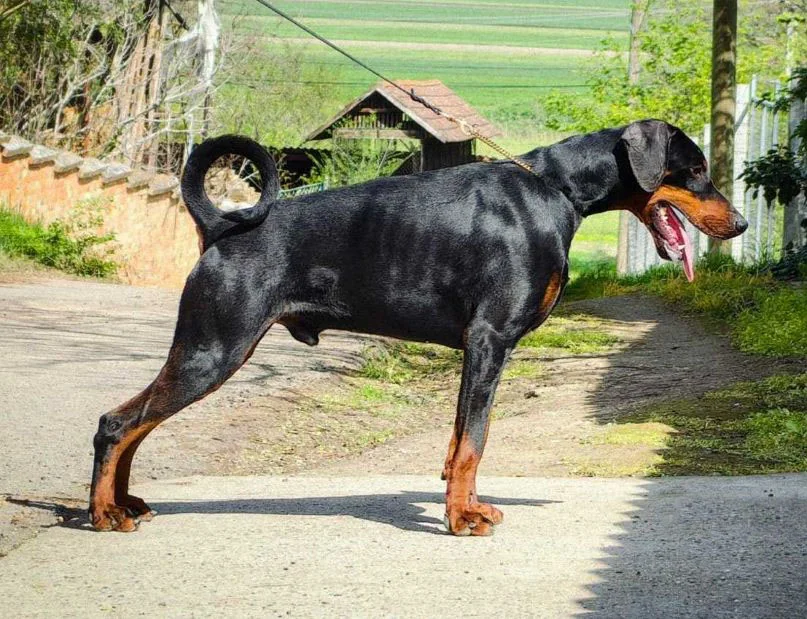Tahi Reme Arthur