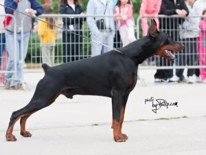 INTCH Ahil Von Schwartzkraft