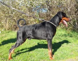 Flynn di Perlanera