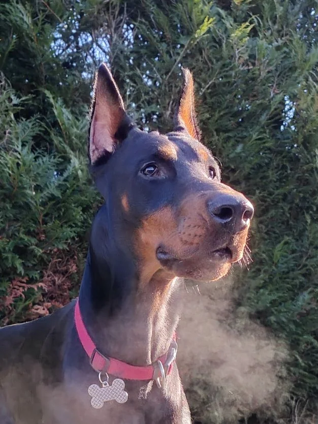 King Kiba di Casa Montenegro