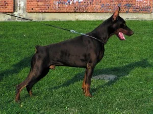 Tsenturion Sant Kreal IDC 2006 Class Winner