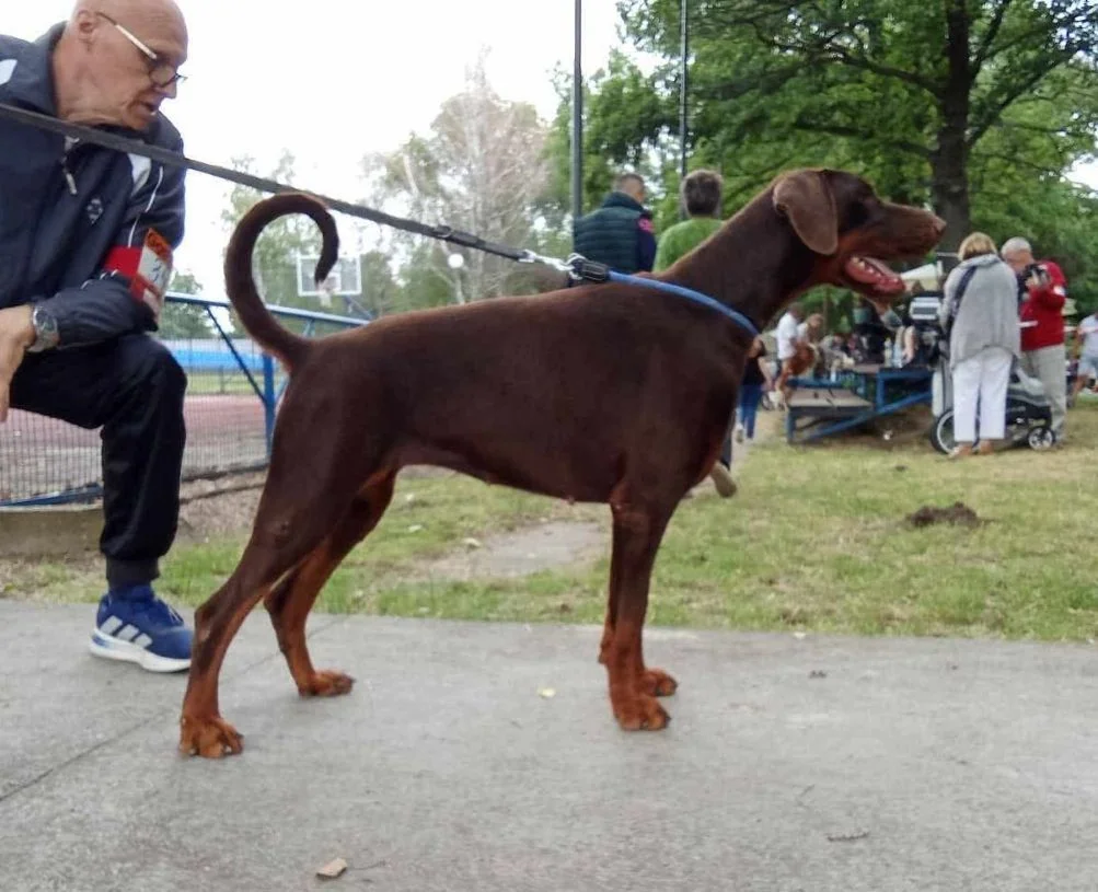 TWO DOG SHOWS, TWO VICTORY!